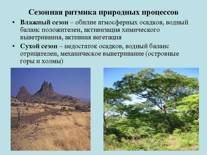 Сезонная ритмика природных процессов • Влажный сезон – обилие атмосферных осадков, водный баланс положителен,