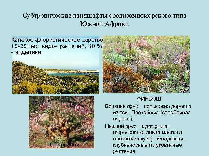 Субтропические ландшафты средиземноморского типа Южной Африки Капское флористическое царство 15 -25 тыс. видов растений,