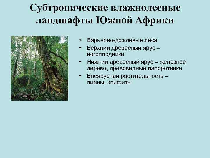 Субтропические влажнолесные ландшафты Южной Африки • Барьерно-дождевые леса • Верхний древесный ярус – ногоплодники