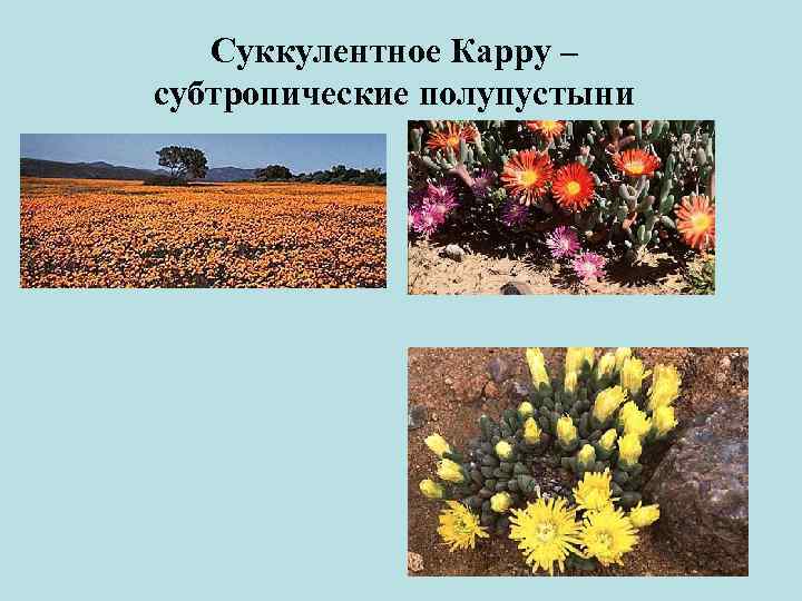Суккулентное Карру – субтропические полупустыни 