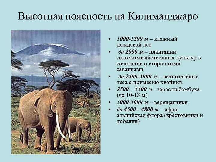 Растения высокой поясности. Области ВЫСОТНОЙ поясности животные. Высотная поясность Килиманджаро. Высотная поясность животные. Области ВЫСОТНОЙ поясности Африки животные и растения.