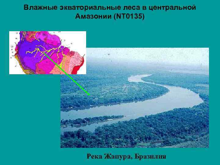 Влажные экваториальные леса в центральной Амазонии (NT 0135) Река Жапура, Бразилия 