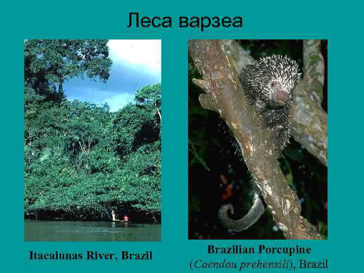 Леса варзеа Itacaiunas River, Brazilian Porcupine (Coendou prehensili), Brazil 