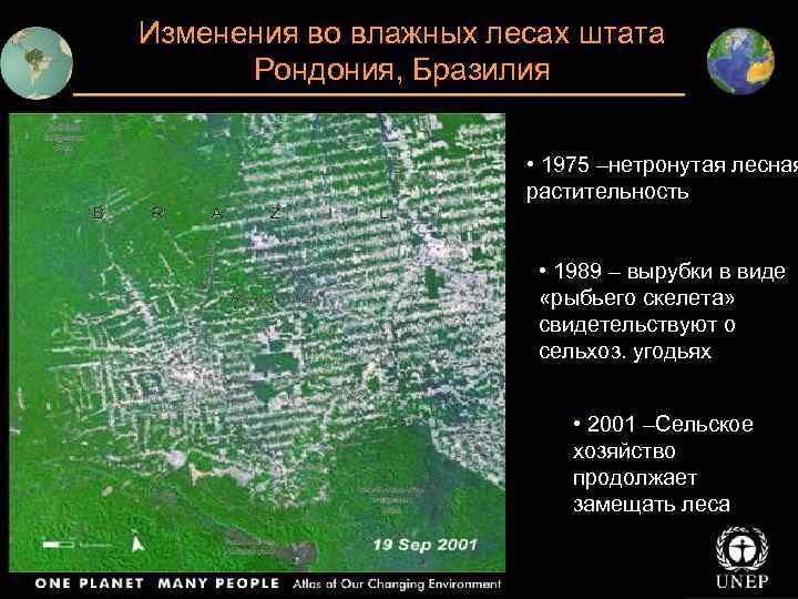 Изменения во влажных лесах штата Рондония, Бразилия • 1975 –нетронутая лесная растительность • 1989