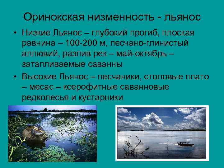 Оринокская низменность - льянос • Низкие Льянос – глубокий прогиб, плоская равнина – 100