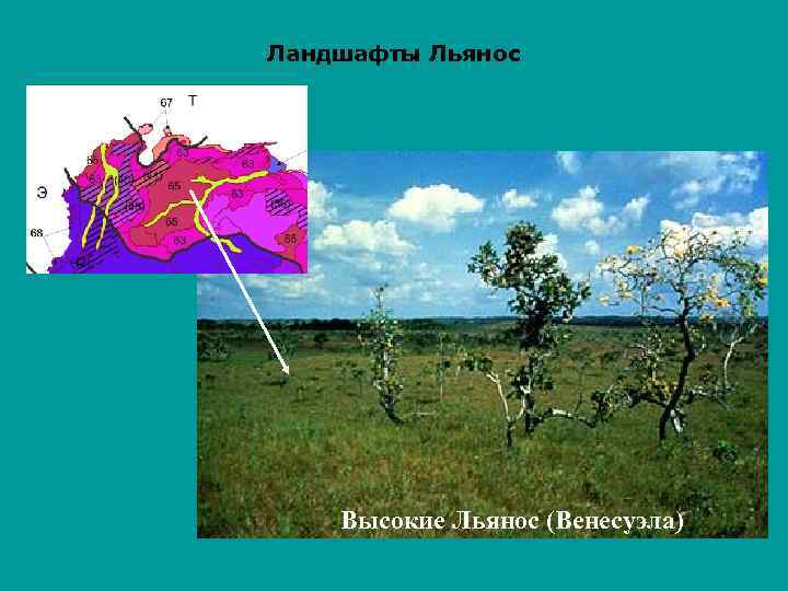 Ландшафты Льянос Высокие Льянос (Венесуэла) 