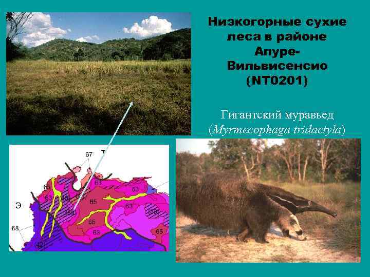 Низкогорные сухие леса в районе Апуре. Вильвисенсио (NT 0201) Гигантский муравьед (Myrmecophaga tridactyla) 