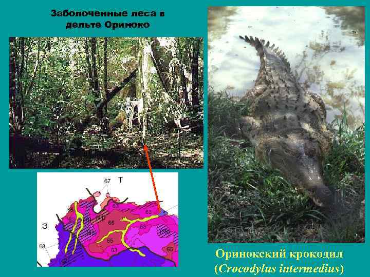 Заболоченные леса в дельте Ориноко Оринокский крокодил (Crocodylus intermedius) 