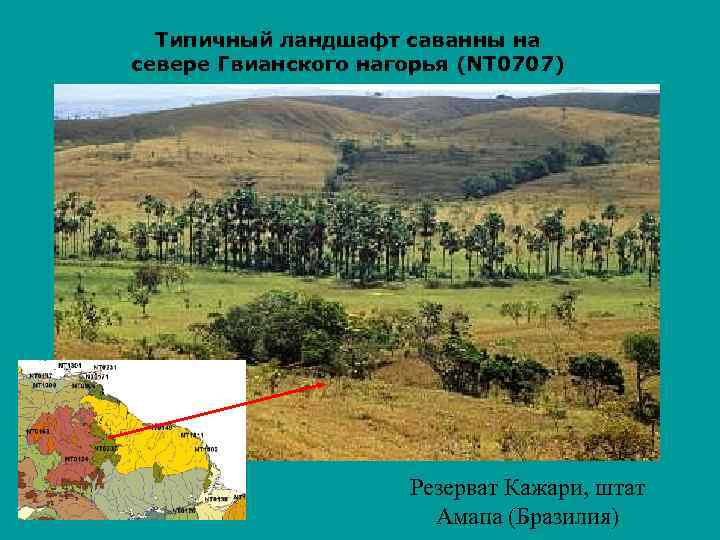 Типичный ландшафт саванны на севере Гвианского нагорья (NT 0707) Резерват Кажари, штат Амапа (Бразилия)