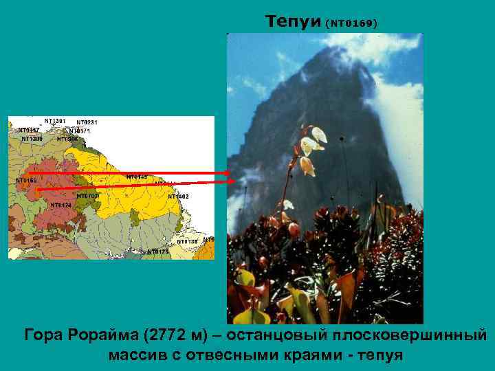 Тепуи (NT 0169) Гора Рорайма (2772 м) – останцовый плосковершинный массив с отвесными краями