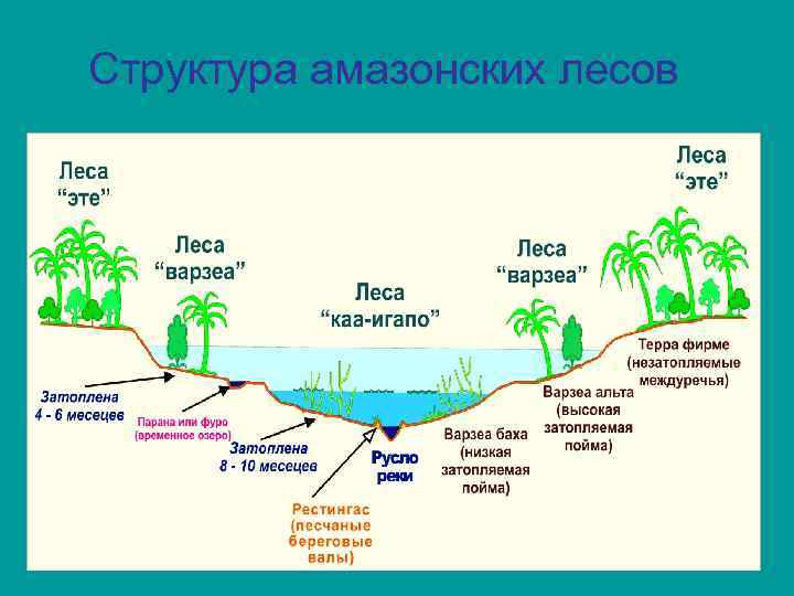 Структура амазонских лесов 