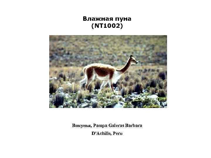 Влажная пуна (NT 1002) Викунья, Pampa Galeras Barbara D'Achille, Peru 