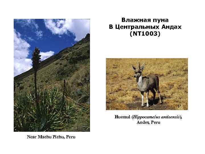 Влажная пуна В Центральных Андах (NT 1003) Huemul (Hippocamelus antisensis), Andes, Peru Near Machu