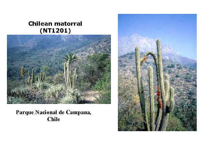 Chilean matorral (NT 1201) Parque Nacional de Campana, Chile 