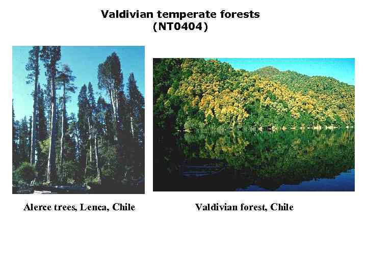 Valdivian temperate forests (NT 0404) Alerce trees, Lenca, Chile Valdivian forest, Chile 