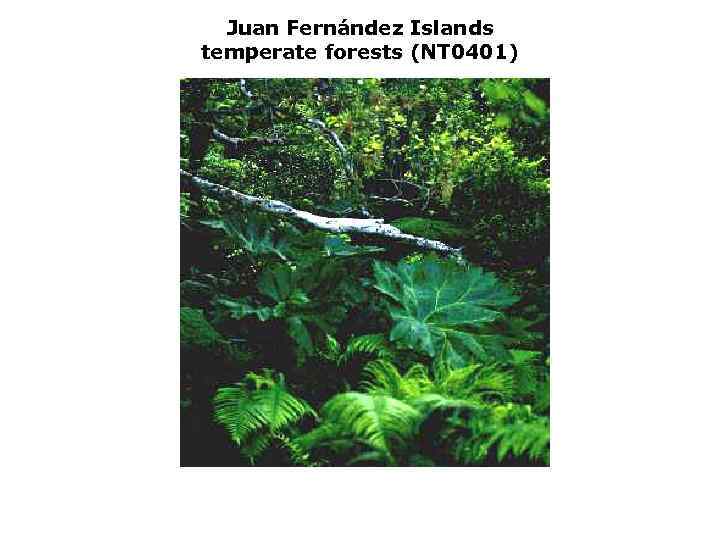 Juan Fernández Islands temperate forests (NT 0401) 