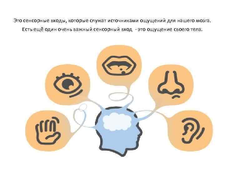 Это сенсорные входы, которые служат источниками ощущений для нашего мозга. Есть ещё один очень