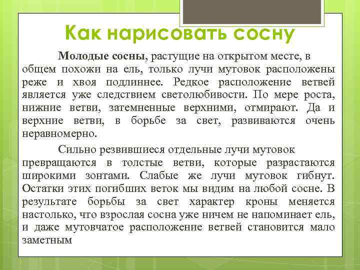 Как нарисовать сосну Молодые сосны, растущие на открытом месте, в общем похожи на ель,