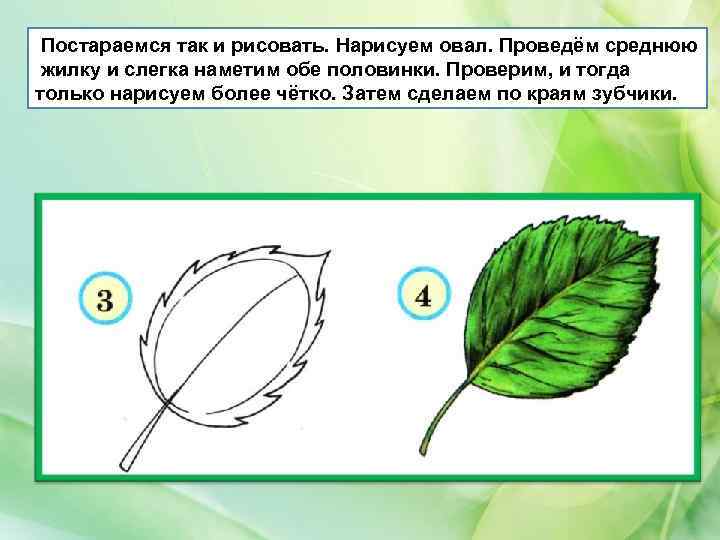 Постараемся так и рисовать. Нарисуем овал. Проведём среднюю жилку и слегка наметим обе половинки.