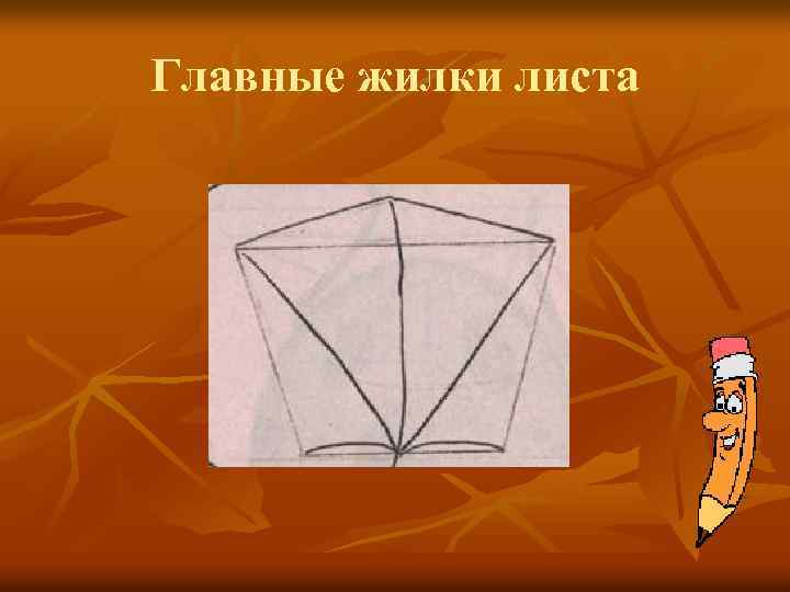 Главные жилки листа 