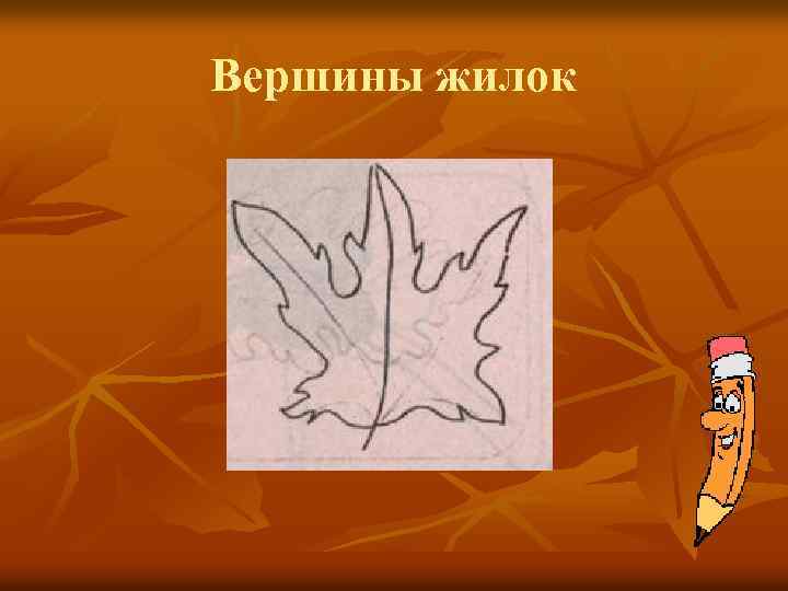 Вершины жилок 