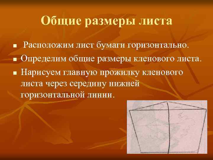 Общие размеры листа n n n Расположим лист бумаги горизонтально. Определим общие размеры кленового