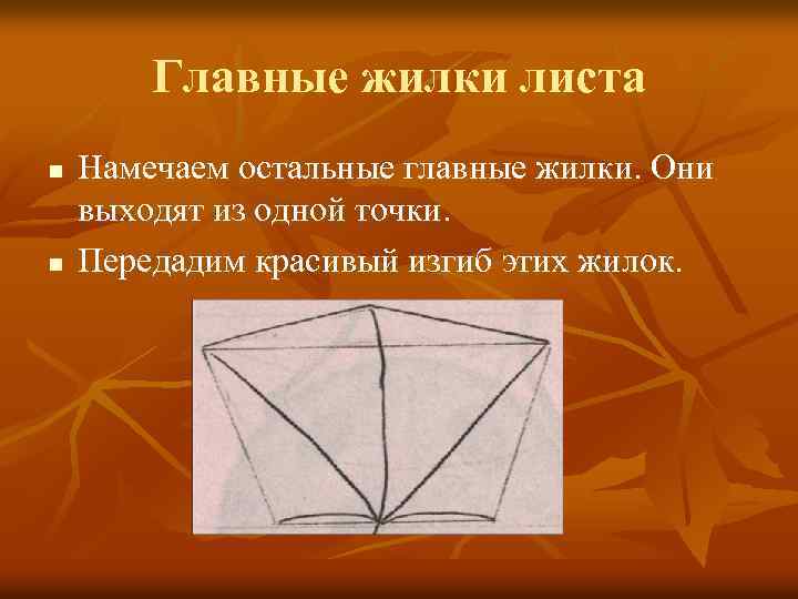 Главные жилки листа n n Намечаем остальные главные жилки. Они выходят из одной точки.
