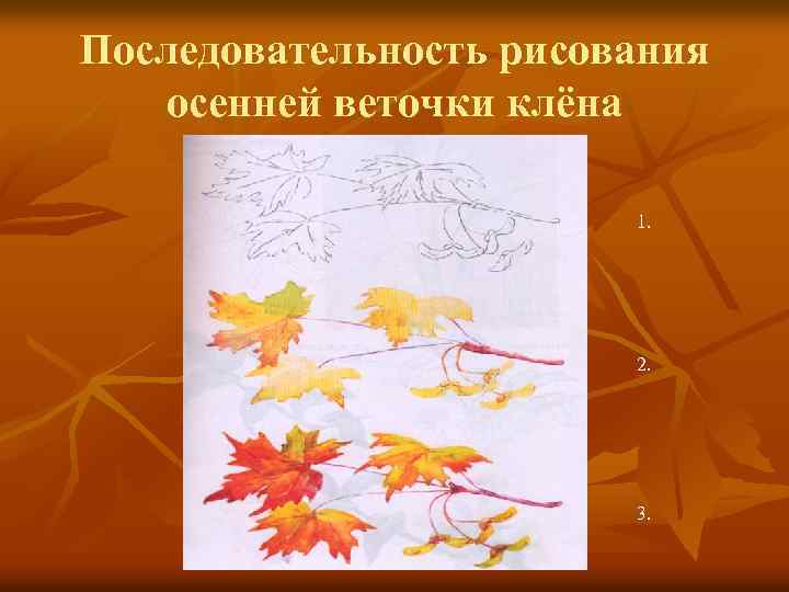 Последовательность рисования осенней веточки клёна 1. 2. 3. 