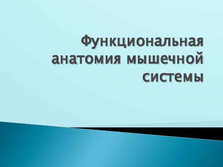Функциональная анатомия мышечной системы 