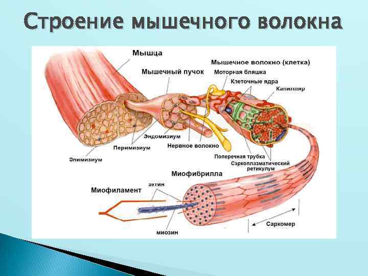 Строение мышечного волокна 
