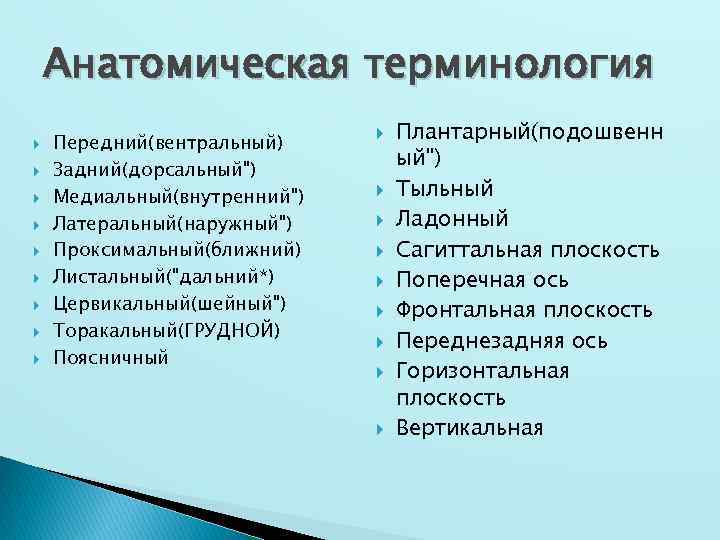 Анатомическая терминология Передний(вентральный) Задний(дорсальный