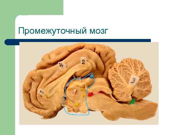 Промежуточный мозг 