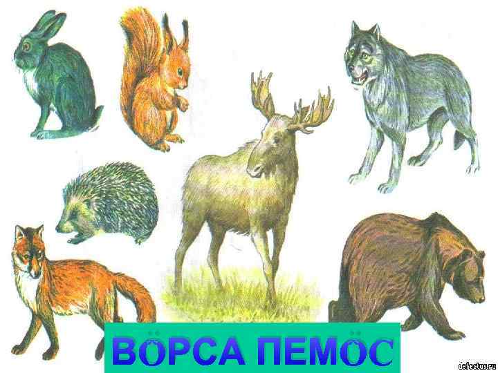 ВӦРСА ПЕМӦС 