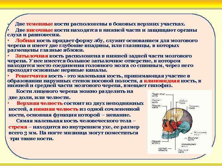 Две теменные кости расположены в боковых верхних участках. • Две височные кости находятся в