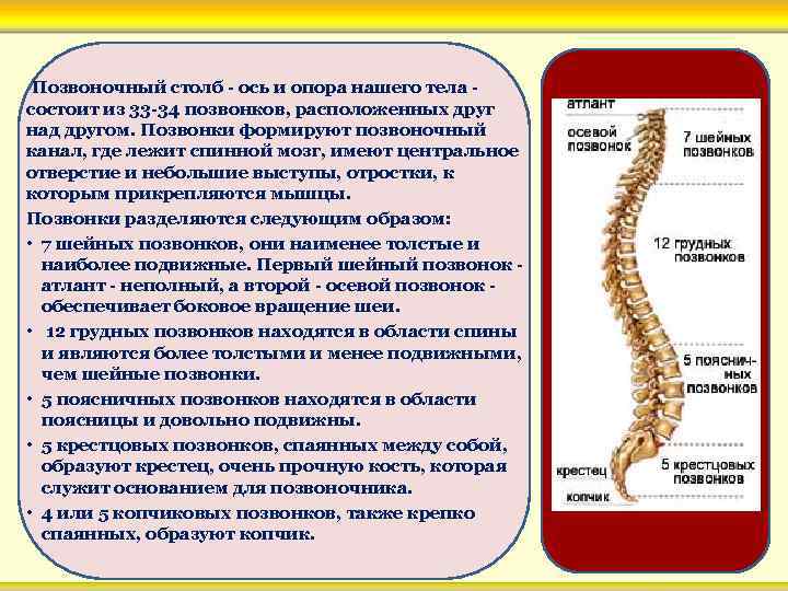 Позвоночный столб - ось и опора нашего тела состоит из 33 -34 позвонков, расположенных