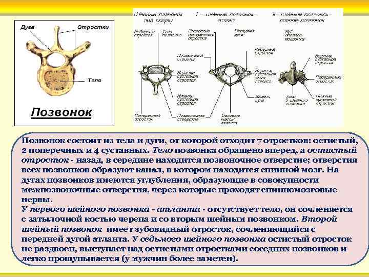 Позвонок состоит из тела и дуги, от которой отходит 7 отростков: остистый, 2 поперечных