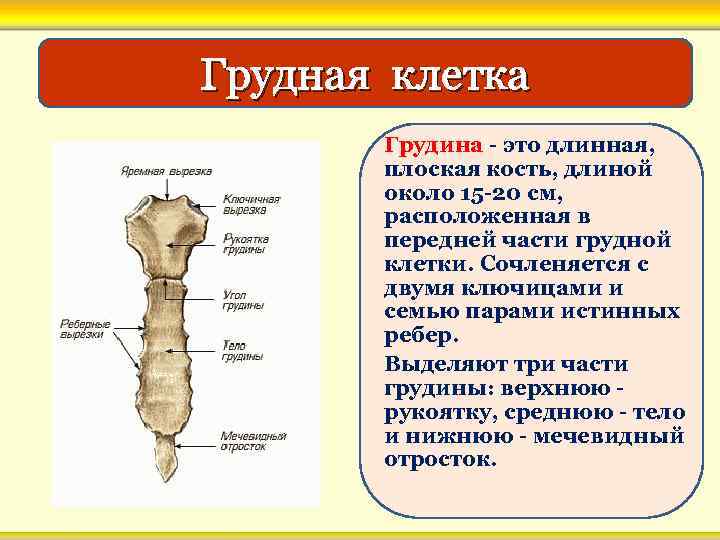 Грудная клетка Грудина - это длинная, плоская кость, длиной около 15 -20 см, расположенная