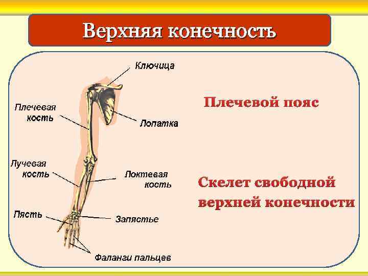 Верхняя конечность Плечевой пояс Скелет свободной верхней конечности 