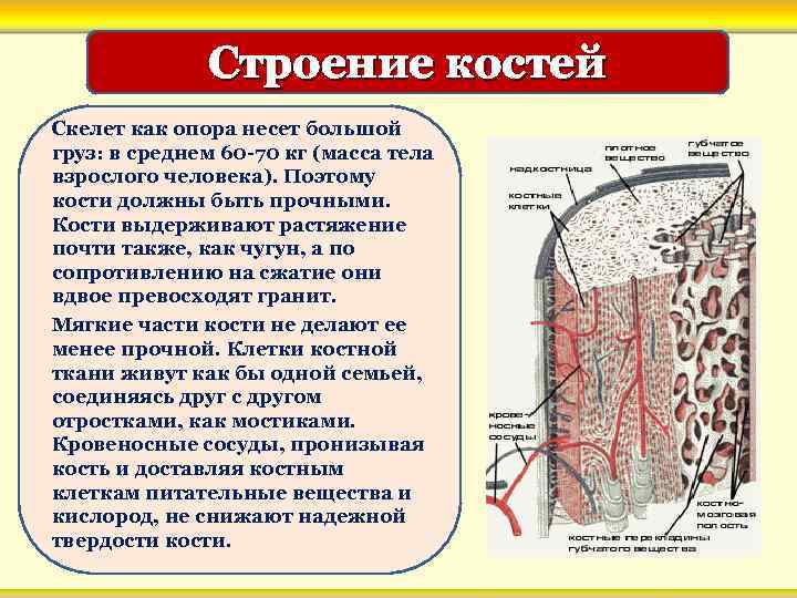 Строение костей Скелет как опора несет большой груз: в среднем 60 -70 кг (масса