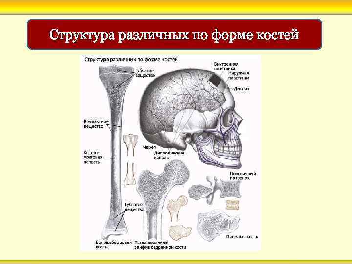 Структура различных по форме костей 