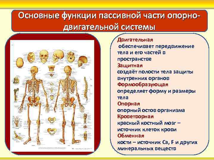 Основные функции пассивной части опорнодвигательной системы Двигательная обеспечивает передвижение тела и его частей в