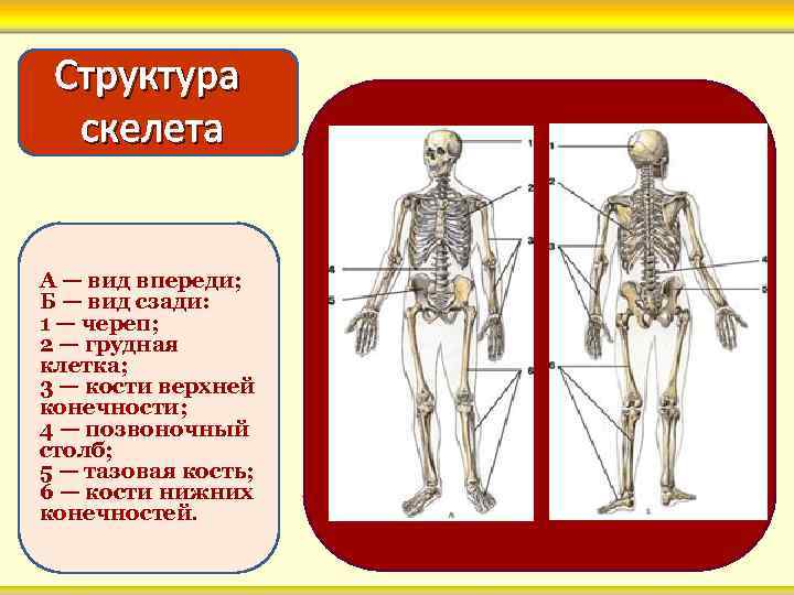 Структура скелета А — вид впереди; Б — вид сзади: 1 — череп; 2