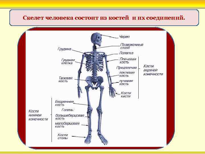 Скелет человека состоит из костей и их соединений. 