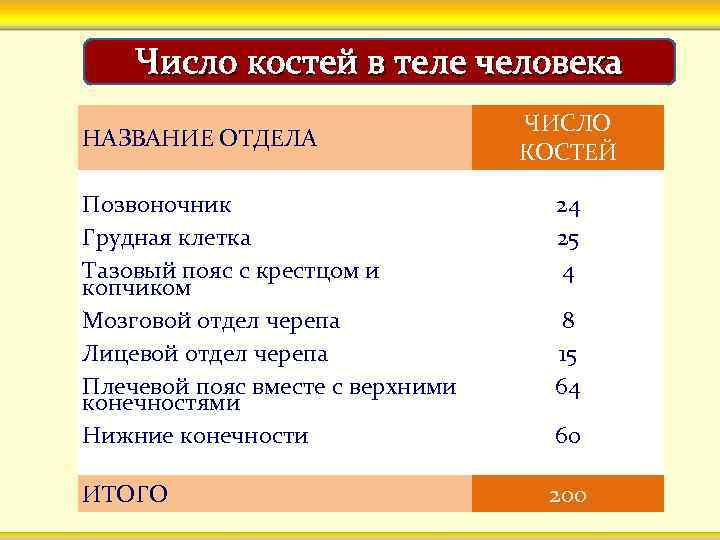 Число костей в теле человека НАЗВАНИЕ ОТДЕЛА ЧИСЛО КОСТЕЙ Позвоночник Грудная клетка Тазовый пояс