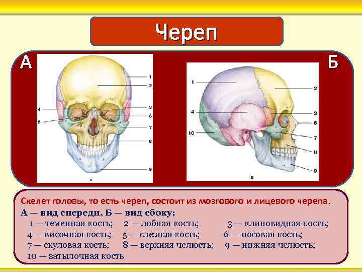 Череп А Б Скелет головы, то есть череп, состоит из мозгового и лицевого черепа.