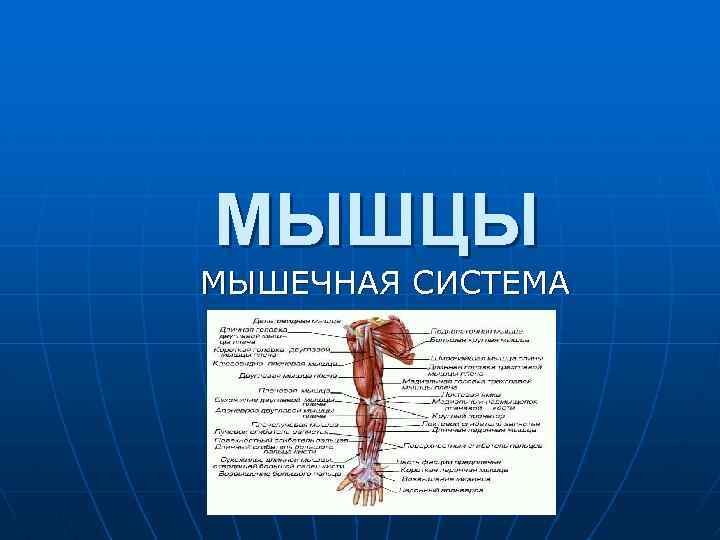 МЫШЦЫ МЫШЕЧНАЯ СИСТЕМА 