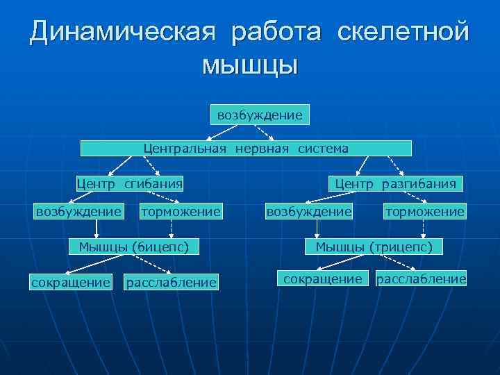 Динамическая работа скелетной мышцы возбуждение Центральная нервная система Центр сгибания возбуждение торможение Мышцы (бицепс)