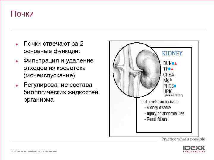 Почки l l l 18 Почки отвечают за 2 основные функции: Фильтрация и удаление