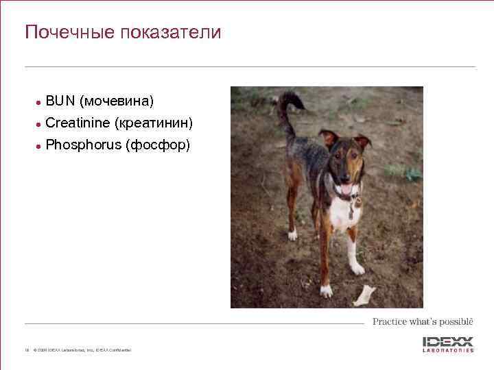 Почечные показатели l l Creatinine (креатинин) l 19 BUN (мочевина) Phosphorus (фосфор) © 2004