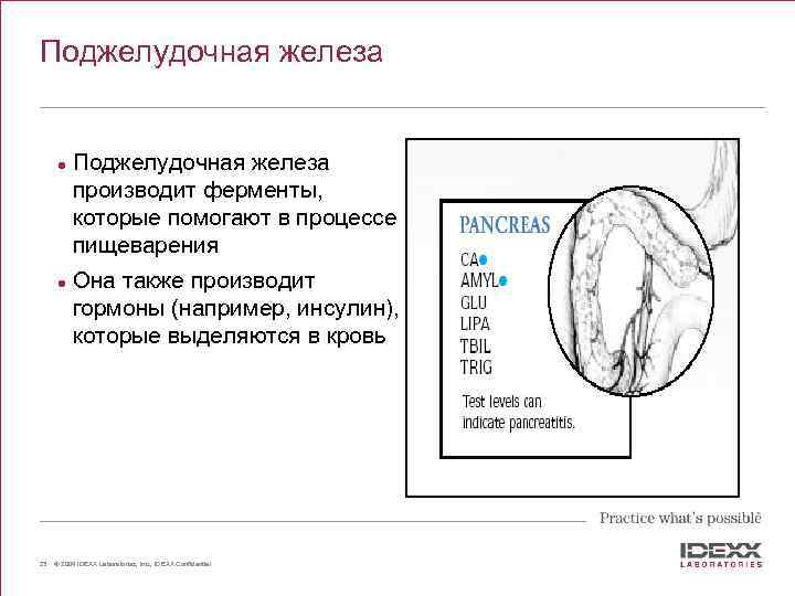 Поджелудочная железа l l 23 Поджелудочная железа производит ферменты, которые помогают в процессе пищеварения